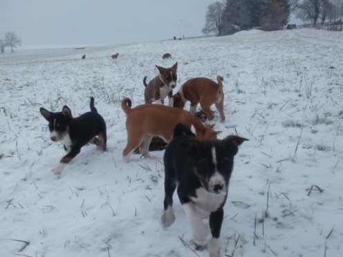 Vous-êtes à la recherche d'un beau chien de fami